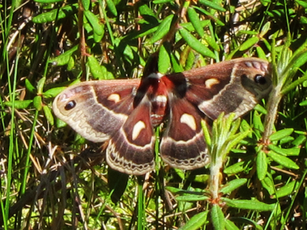 Cecropia Moth on Barnum Bog at the Paul Smiths VIC (3 June 2011)